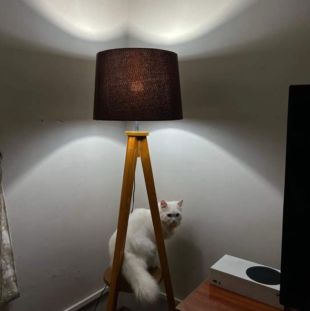 A white cat sitting inside a tripod floor lamp